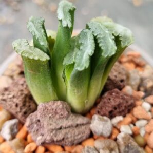 Haworthia truncata "SPIRALIS"