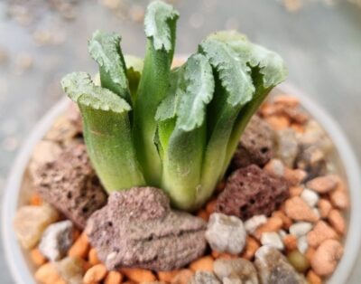 Haworthia truncata "SPIRALIS"