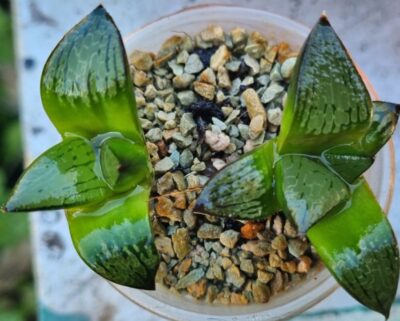 HAWORTHIA "PIGMAEA hibr. X COMPTONIANA VVG10" - Зображення 2