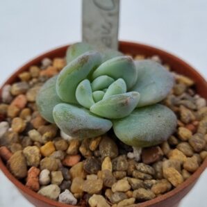 Echeveria "CREAM TEA"