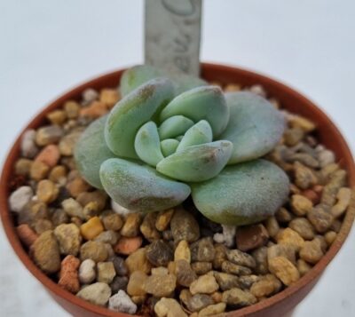 Echeveria "CREAM TEA"