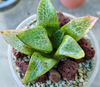 Haworthia "COMPTONIANA GREEN" - Зображення 2