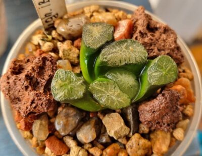 Haworthia maughanii IB4820 - Зображення 2