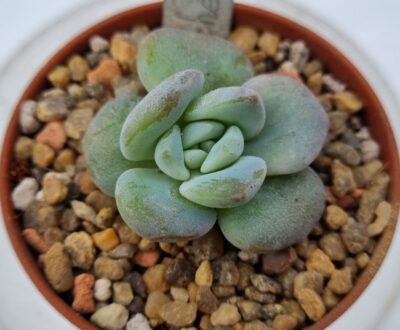 Echeveria "CREAM TEA" - Зображення 2