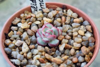 Eheveria pulidonis "AMADO"
