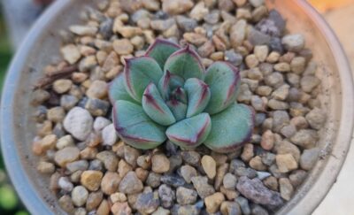 Eheveria pulidonis "AMADO"