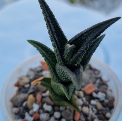Haworthia "Nigra Willowmore" - Зображення 2