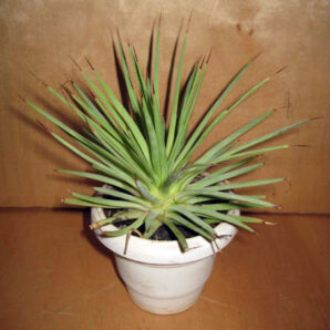 Agave stricta