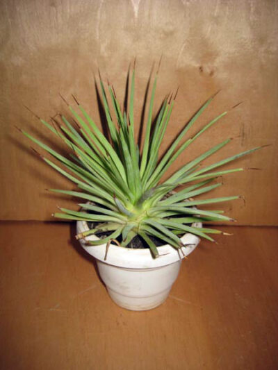 Agave stricta