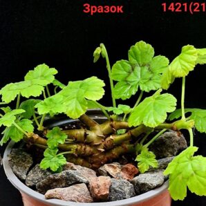 Pelargonium mutans -(Vorster)(D=6)-1421(211)