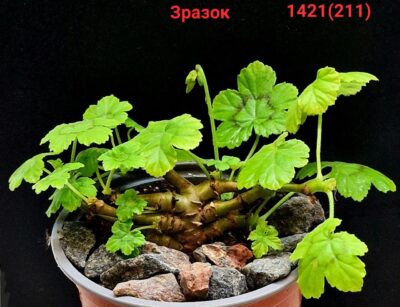 Pelargonium mutans -(Vorster)(D=6)-1421(211)
