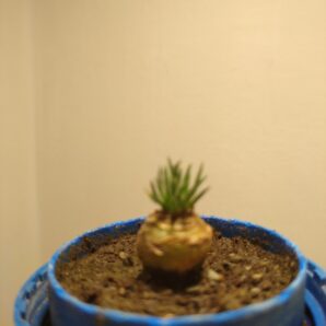 Ornithogallum sardinei
