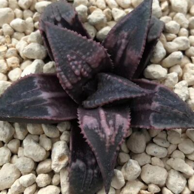 Haworthia Badia Tenkou