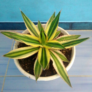 Agave Lophantha 'Quadricolor'