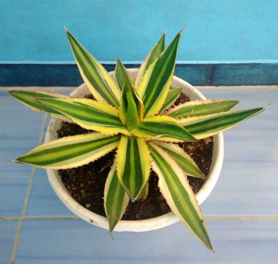 Agave Lophantha 'Quadricolor'