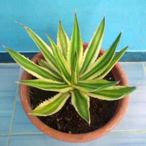 Agave Lophantha 'Quadricolor'