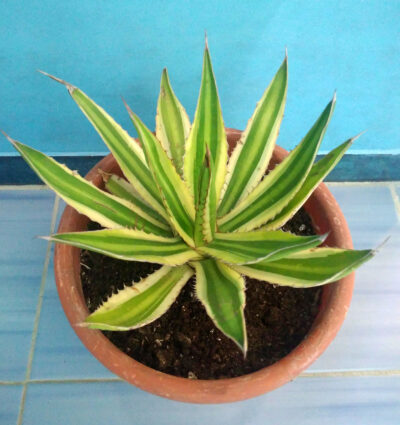 Agave Lophantha 'Quadricolor'