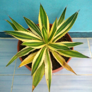 Agave Lophantha 'Quadricolor'