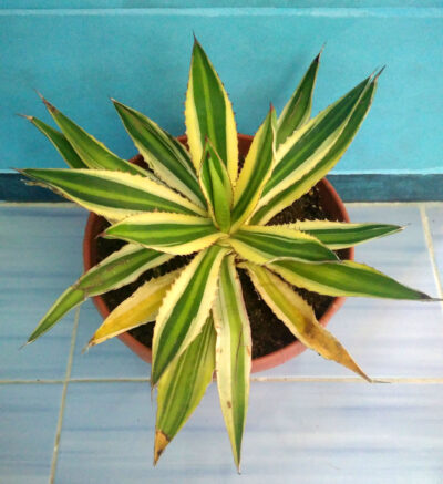 Agave Lophantha 'Quadricolor'
