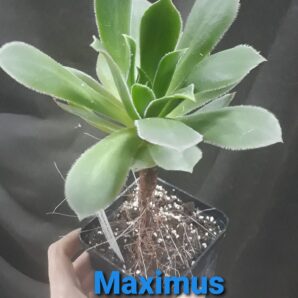 aeonium Maximus горщик 9см