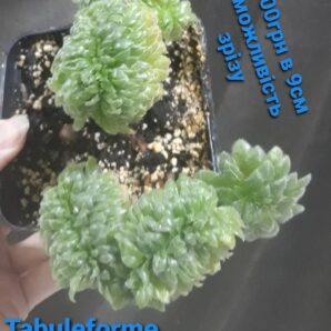 Aeonium Tabuliforme Cristata