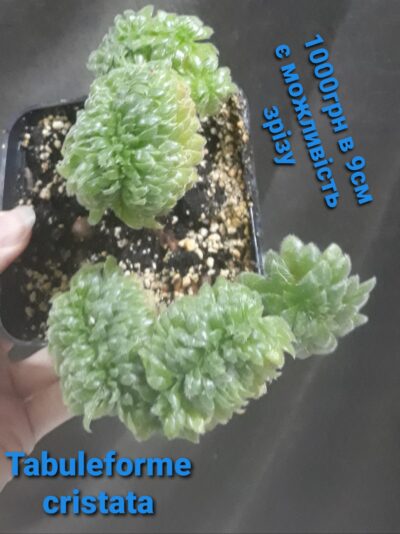 Aeonium Tabuliforme Cristata