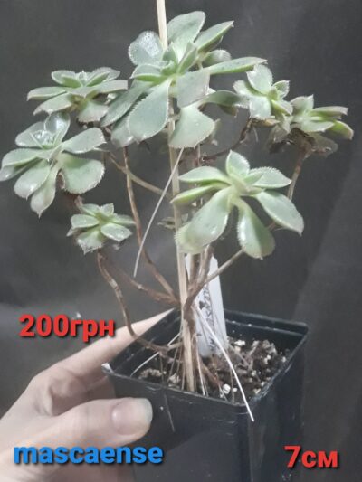 Aeonium mascaense англійського походження горщик 7 см - Зображення 2