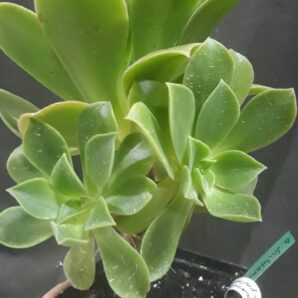 Aeonium santosianum (goochiae x palmense) зріз
