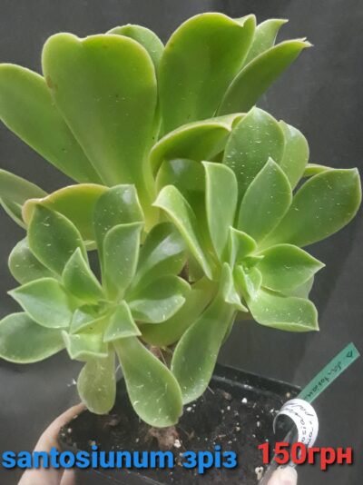 Aeonium santosianum (goochiae x palmense) зріз