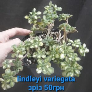 aeonium lindley variegata зріз