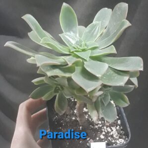 aeonium Paradise діаметр близько 15см