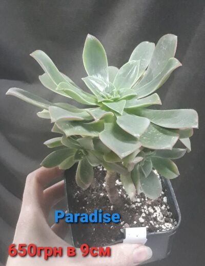 aeonium Paradise діаметр близько 15см