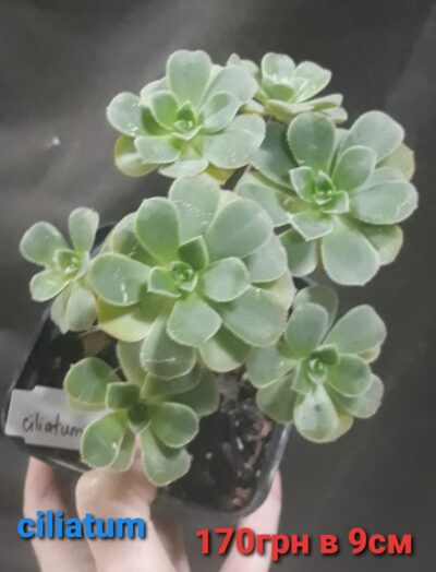 Aeonium ciliatum