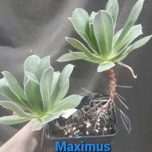 aeonium Maximus горщик 11см