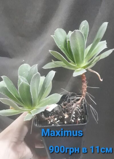 aeonium Maximus горщик 11см