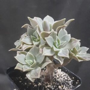 aeonium leucoblepharum Yemen Form зріз