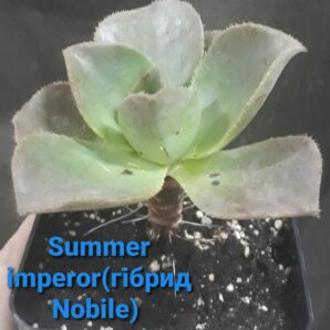 Aeonium Summer imperor (гібрид на базі Nobile) горщик 9см