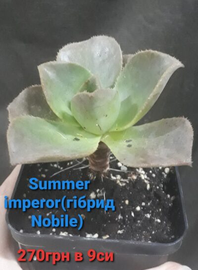 Aeonium Summer imperor (гібрид на базі Nobile) горщик 9см