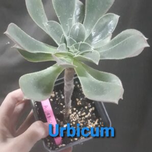 Aeonium Urbicum