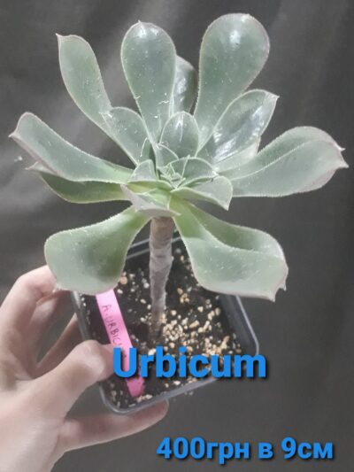Aeonium Urbicum