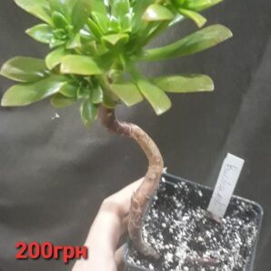 aeonium burchardi
