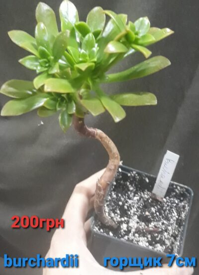 aeonium burchardi