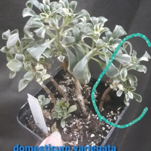 Aeonium Domesticum variegata