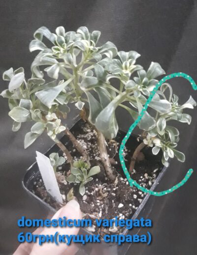 Aeonium Domesticum variegata