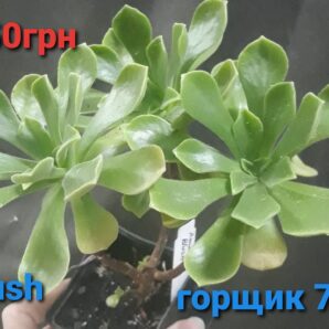 Aeonium Blush на 3 голови