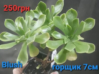 Aeonium Blush на 3 голови