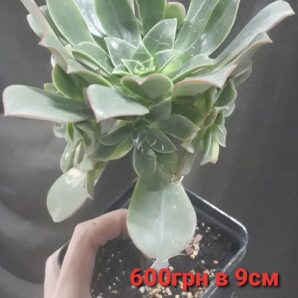 aeonium Saturn на 5 голів горщик 9см