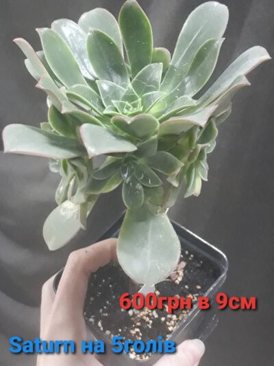 aeonium Saturn на 5 голів горщик 9см