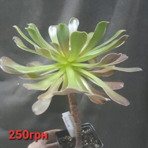 Aeonium Velour