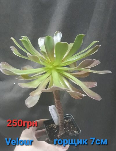 Aeonium Velour